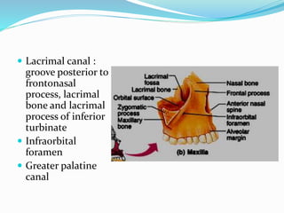 Anatomy of nose | PPTX