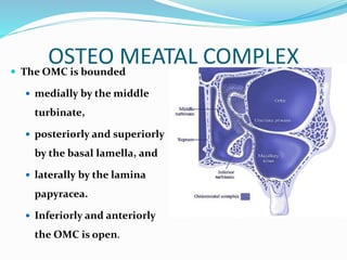 Omc Complex Anatomy of nose | PPTX