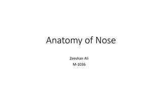 Anatomy of Nose
Zeeshan Ali
M-1036
 