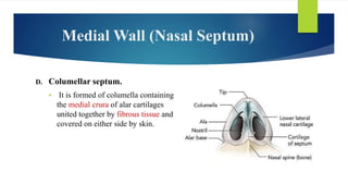Anatomy of nose (Applied) | PPTX