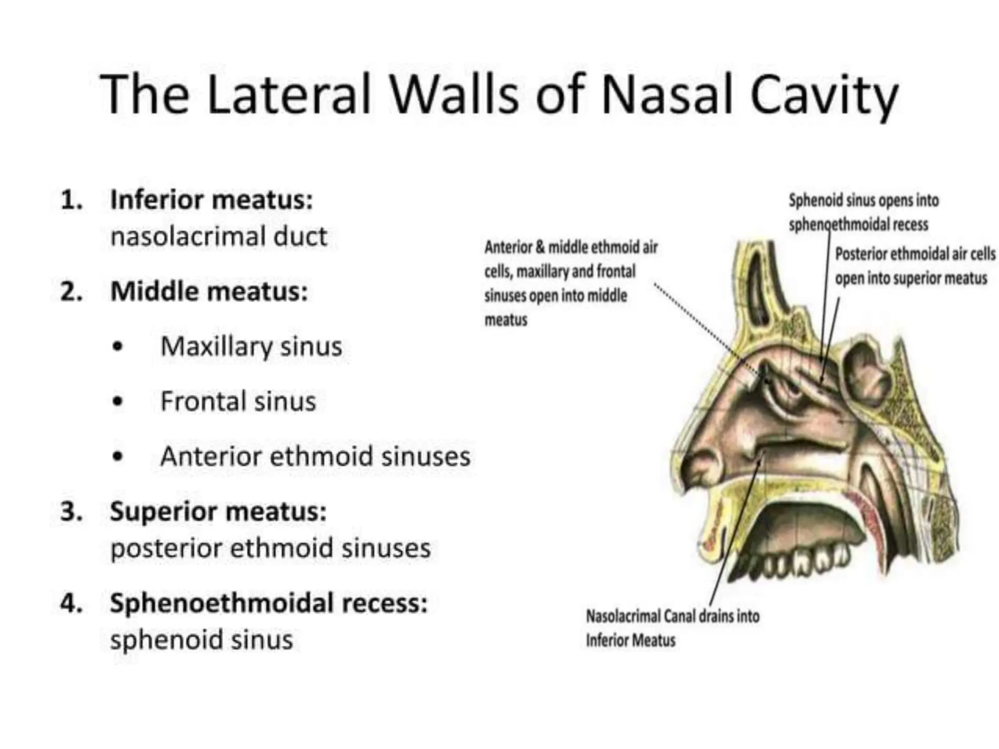 anatomy of nose and paranasal sinuses atlas | PPTX