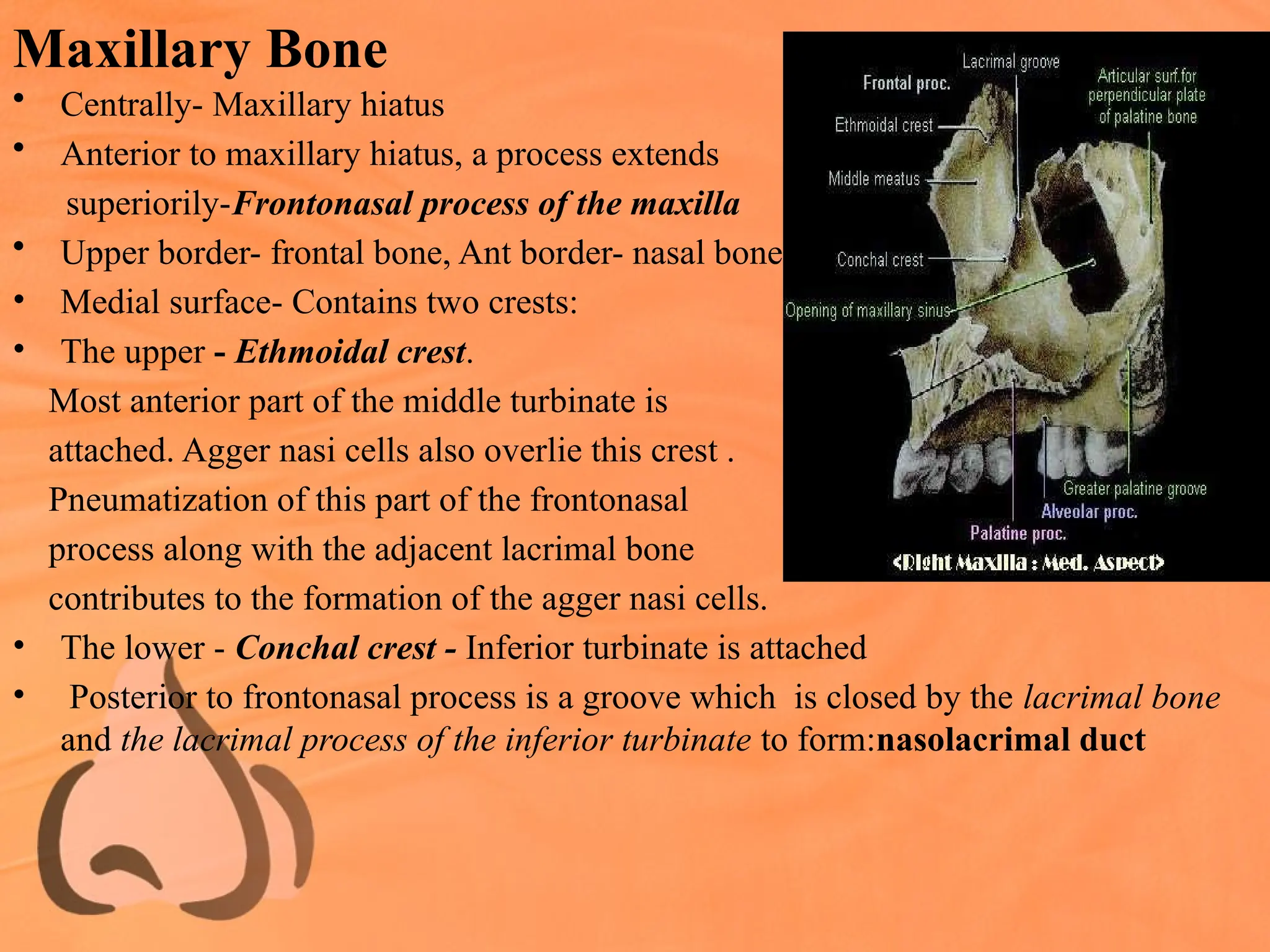 Maxillary Bone
• Centrally- Maxillary hiatus
• Anterior to maxillary hiatus, a process extends
superiorily-Frontonasal process of the maxilla
• Upper border- frontal bone, Ant border- nasal bone
• Medial surface- Contains two crests:
• The upper - Ethmoidal crest.
Most anterior part of the middle turbinate is
attached. Agger nasi cells also overlie this crest .
Pneumatization of this part of the frontonasal
process along with the adjacent lacrimal bone
contributes to the formation of the agger nasi cells.
• The lower - Conchal crest - Inferior turbinate is attached
• Posterior to frontonasal process is a groove which is closed by the lacrimal bone
and the lacrimal process of the inferior turbinate to form:nasolacrimal duct
 