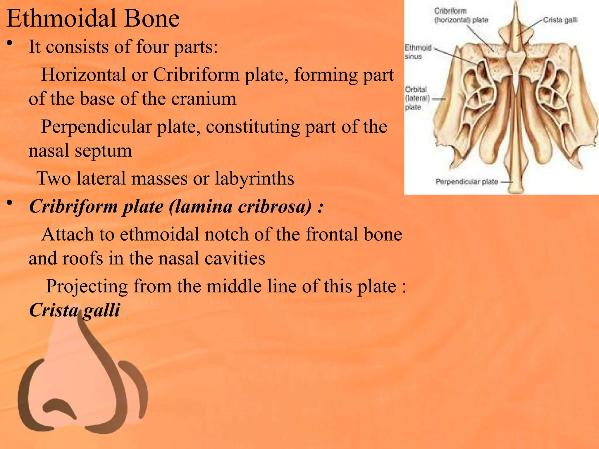 Ethmoidal Bone
• It consists of four parts:
Horizontal or Cribriform plate, forming part
of the base of the cranium
Perpendicular plate, constituting part of the
nasal septum
Two lateral masses or labyrinths
• Cribriform plate (lamina cribrosa) :
Attach to ethmoidal notch of the frontal bone
and roofs in the nasal cavities
Projecting from the middle line of this plate :
Crista galli
 