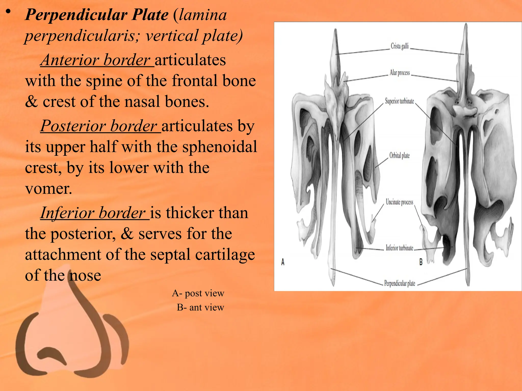 • Perpendicular Plate (lamina
perpendicularis; vertical plate)
Anterior border articulates
with the spine of the frontal bone
& crest of the nasal bones.
Posterior border articulates by
its upper half with the sphenoidal
crest, by its lower with the
vomer.
Inferior border is thicker than
the posterior, & serves for the
attachment of the septal cartilage
of the nose
A- post view
B- ant view
 