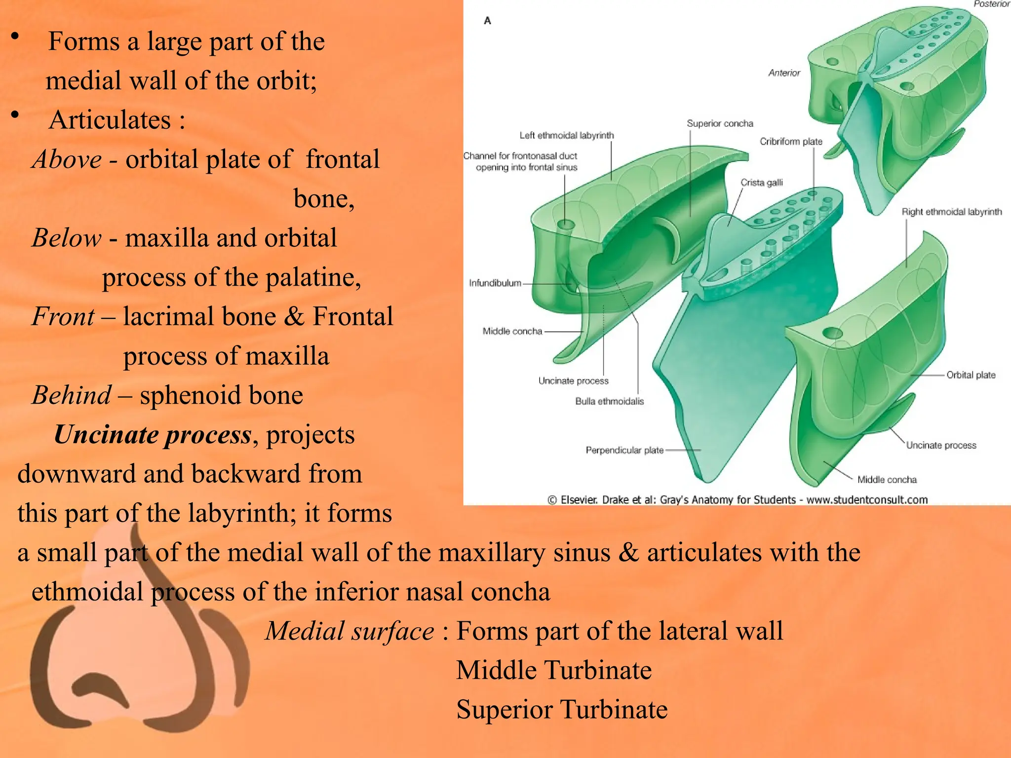 • Forms a large part of the
medial wall of the orbit;
• Articulates :
Above - orbital plate of frontal
bone,
Below - maxilla and orbital
process of the palatine,
Front – lacrimal bone & Frontal
process of maxilla
Behind – sphenoid bone
Uncinate process, projects
downward and backward from
this part of the labyrinth; it forms
a small part of the medial wall of the maxillary sinus & articulates with the
ethmoidal process of the inferior nasal concha
Medial surface : Forms part of the lateral wall
Middle Turbinate
Superior Turbinate
 