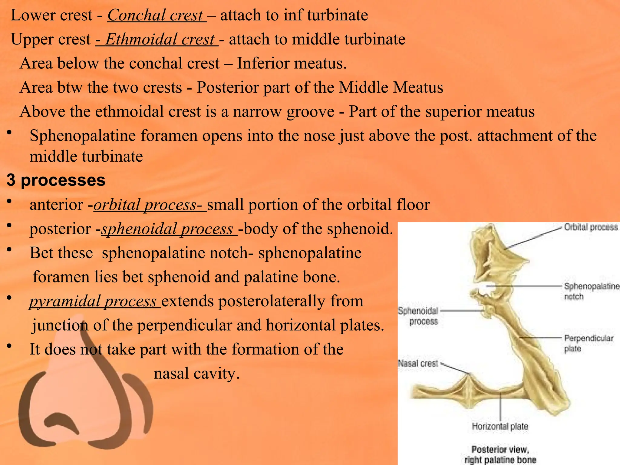 Lower crest - Conchal crest – attach to inf turbinate
Upper crest - Ethmoidal crest - attach to middle turbinate
Area below the conchal crest – Inferior meatus.
Area btw the two crests - Posterior part of the Middle Meatus
Above the ethmoidal crest is a narrow groove - Part of the superior meatus
• Sphenopalatine foramen opens into the nose just above the post. attachment of the
middle turbinate
3 processes
• anterior -orbital process- small portion of the orbital floor
• posterior -sphenoidal process -body of the sphenoid.
• Bet these sphenopalatine notch- sphenopalatine
foramen lies bet sphenoid and palatine bone.
• pyramidal process extends posterolaterally from
junction of the perpendicular and horizontal plates.
• It does not take part with the formation of the
nasal cavity.
 