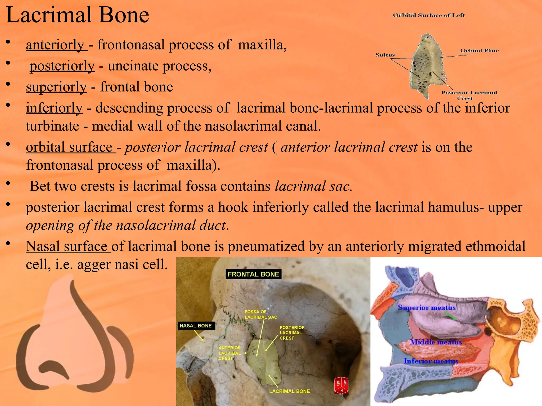 Lacrimal Bone
• anteriorly - frontonasal process of maxilla,
• posteriorly - uncinate process,
• superiorly - frontal bone
• inferiorly - descending process of lacrimal bone-lacrimal process of the inferior
turbinate - medial wall of the nasolacrimal canal.
• orbital surface - posterior lacrimal crest ( anterior lacrimal crest is on the
frontonasal process of maxilla).
• Bet two crests is lacrimal fossa contains lacrimal sac.
• posterior lacrimal crest forms a hook inferiorly called the lacrimal hamulus- upper
opening of the nasolacrimal duct.
• Nasal surface of lacrimal bone is pneumatized by an anteriorly migrated ethmoidal
cell, i.e. agger nasi cell.
 
