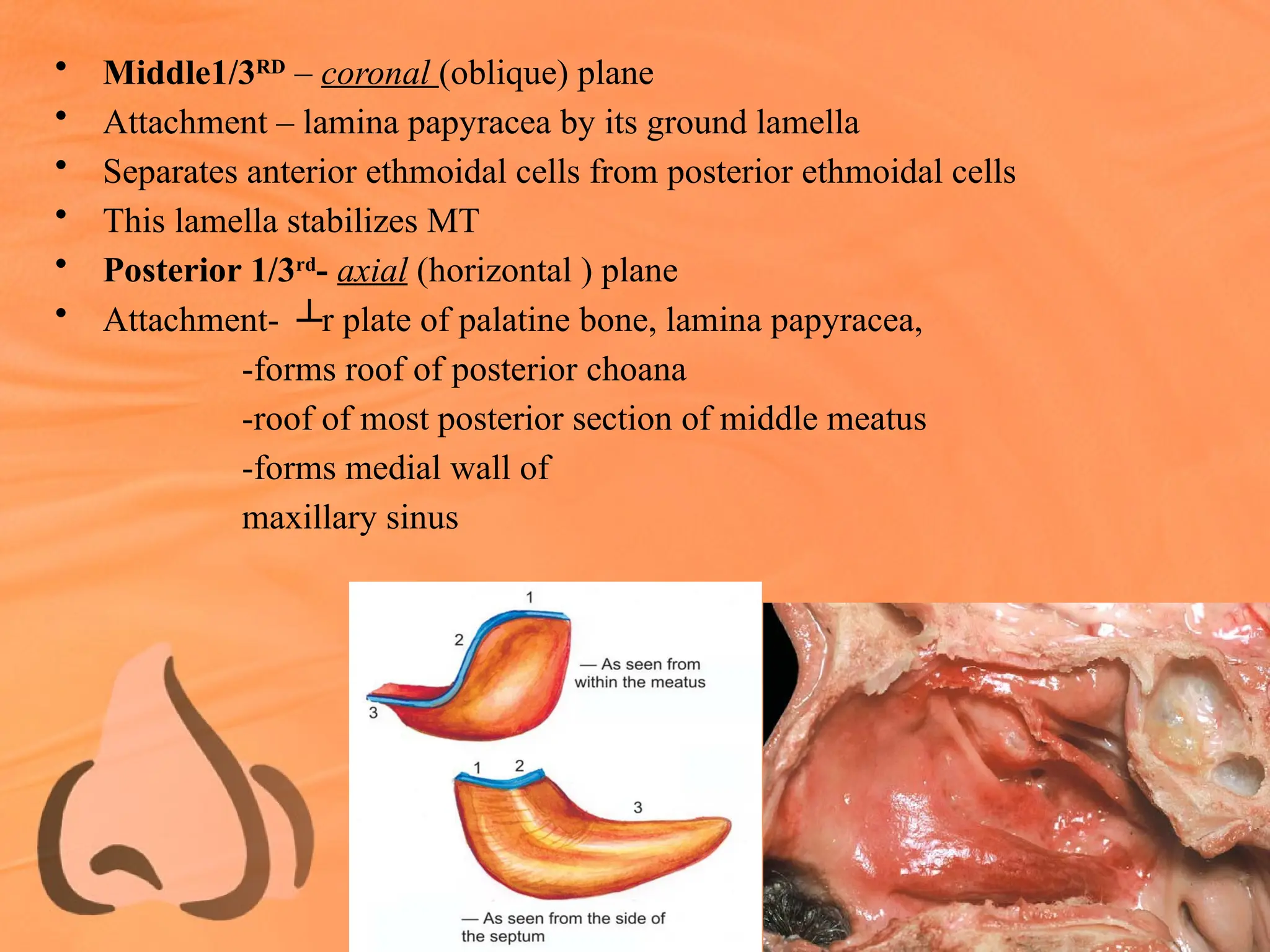 • Middle1/3RD
– coronal (oblique) plane
• Attachment – lamina papyracea by its ground lamella
• Separates anterior ethmoidal cells from posterior ethmoidal cells
• This lamella stabilizes MT
• Posterior 1/3rd
- axial (horizontal ) plane
• Attachment- ┴r plate of palatine bone, lamina papyracea,
-forms roof of posterior choana
-roof of most posterior section of middle meatus
-forms medial wall of
maxillary sinus
 