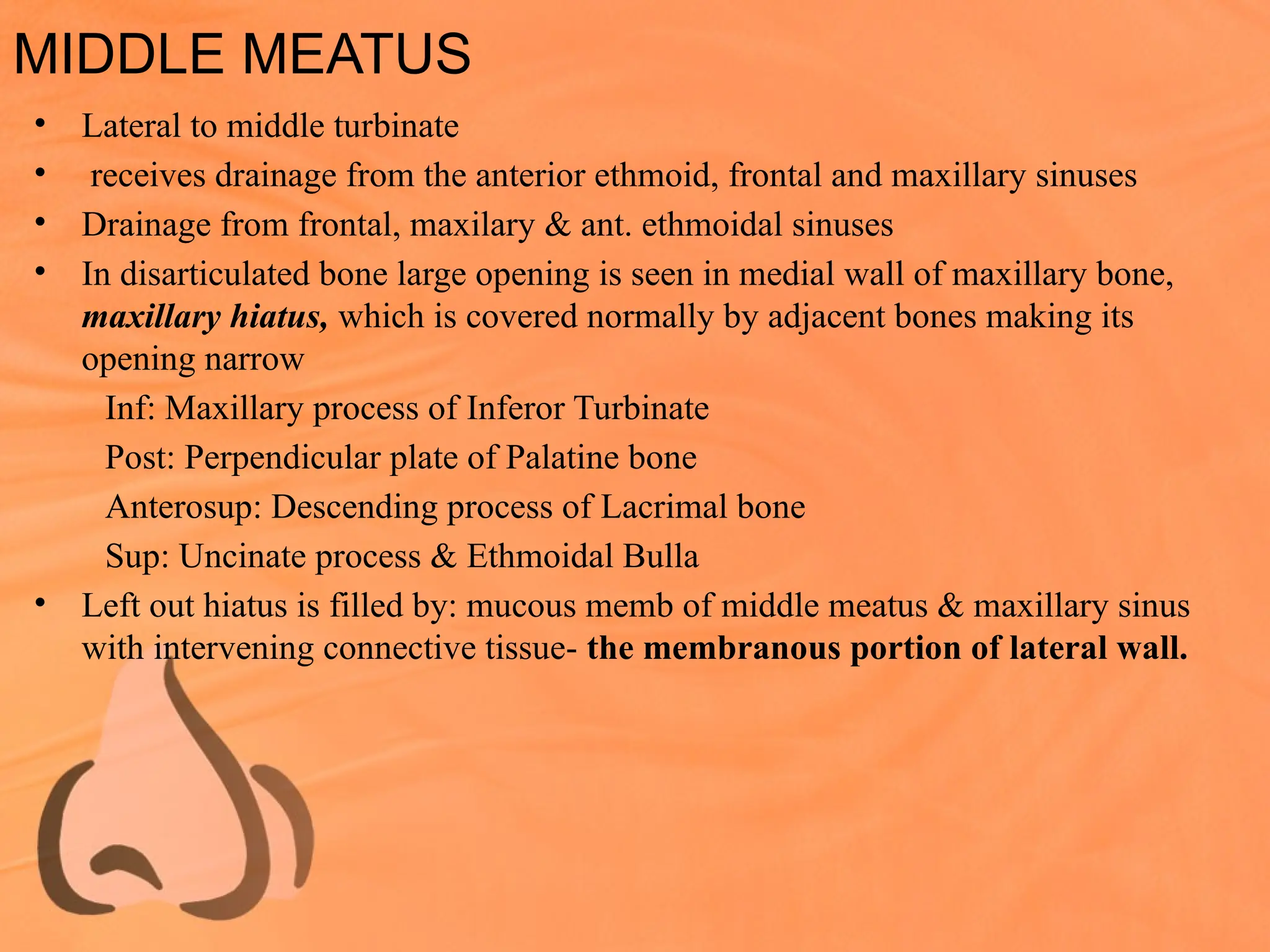 MIDDLE MEATUS
• Lateral to middle turbinate
• receives drainage from the anterior ethmoid, frontal and maxillary sinuses
• Drainage from frontal, maxilary & ant. ethmoidal sinuses
• In disarticulated bone large opening is seen in medial wall of maxillary bone,
maxillary hiatus, which is covered normally by adjacent bones making its
opening narrow
Inf: Maxillary process of Inferor Turbinate
Post: Perpendicular plate of Palatine bone
Anterosup: Descending process of Lacrimal bone
Sup: Uncinate process & Ethmoidal Bulla
• Left out hiatus is filled by: mucous memb of middle meatus & maxillary sinus
with intervening connective tissue- the membranous portion of lateral wall.
 