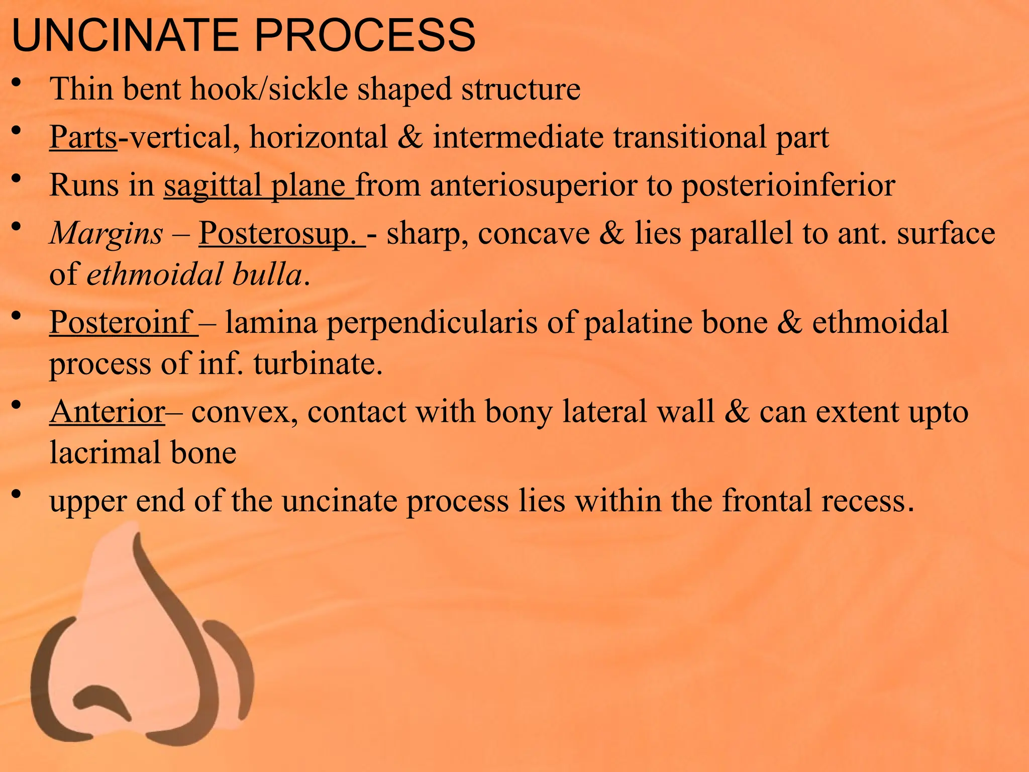 UNCINATE PROCESS
• Thin bent hook/sickle shaped structure
• Parts-vertical, horizontal & intermediate transitional part
• Runs in sagittal plane from anteriosuperior to posterioinferior
• Margins – Posterosup. - sharp, concave & lies parallel to ant. surface
of ethmoidal bulla.
• Posteroinf – lamina perpendicularis of palatine bone & ethmoidal
process of inf. turbinate.
• Anterior– convex, contact with bony lateral wall & can extent upto
lacrimal bone
• upper end of the uncinate process lies within the frontal recess.
 