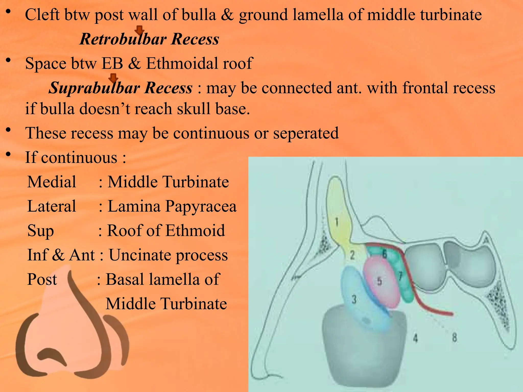 • Cleft btw post wall of bulla & ground lamella of middle turbinate
Retrobulbar Recess
• Space btw EB & Ethmoidal roof
Suprabulbar Recess : may be connected ant. with frontal recess
if bulla doesn’t reach skull base.
• These recess may be continuous or seperated
• If continuous :
Medial : Middle Turbinate
Lateral : Lamina Papyracea
Sup : Roof of Ethmoid
Inf & Ant : Uncinate process
Post : Basal lamella of
Middle Turbinate
 