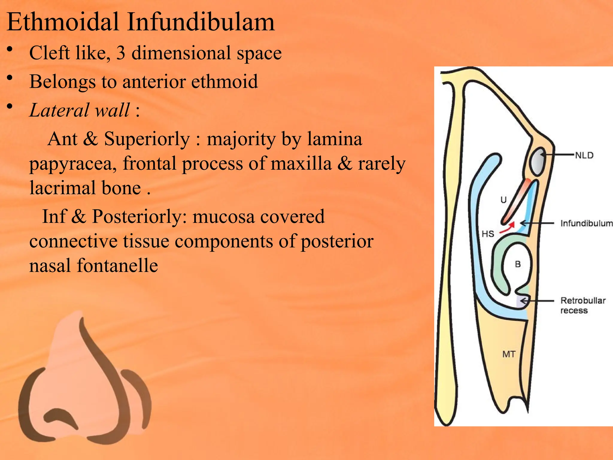 Ethmoidal Infundibulam
• Cleft like, 3 dimensional space
• Belongs to anterior ethmoid
• Lateral wall :
Ant & Superiorly : majority by lamina
papyracea, frontal process of maxilla & rarely
lacrimal bone .
Inf & Posteriorly: mucosa covered
connective tissue components of posterior
nasal fontanelle
 