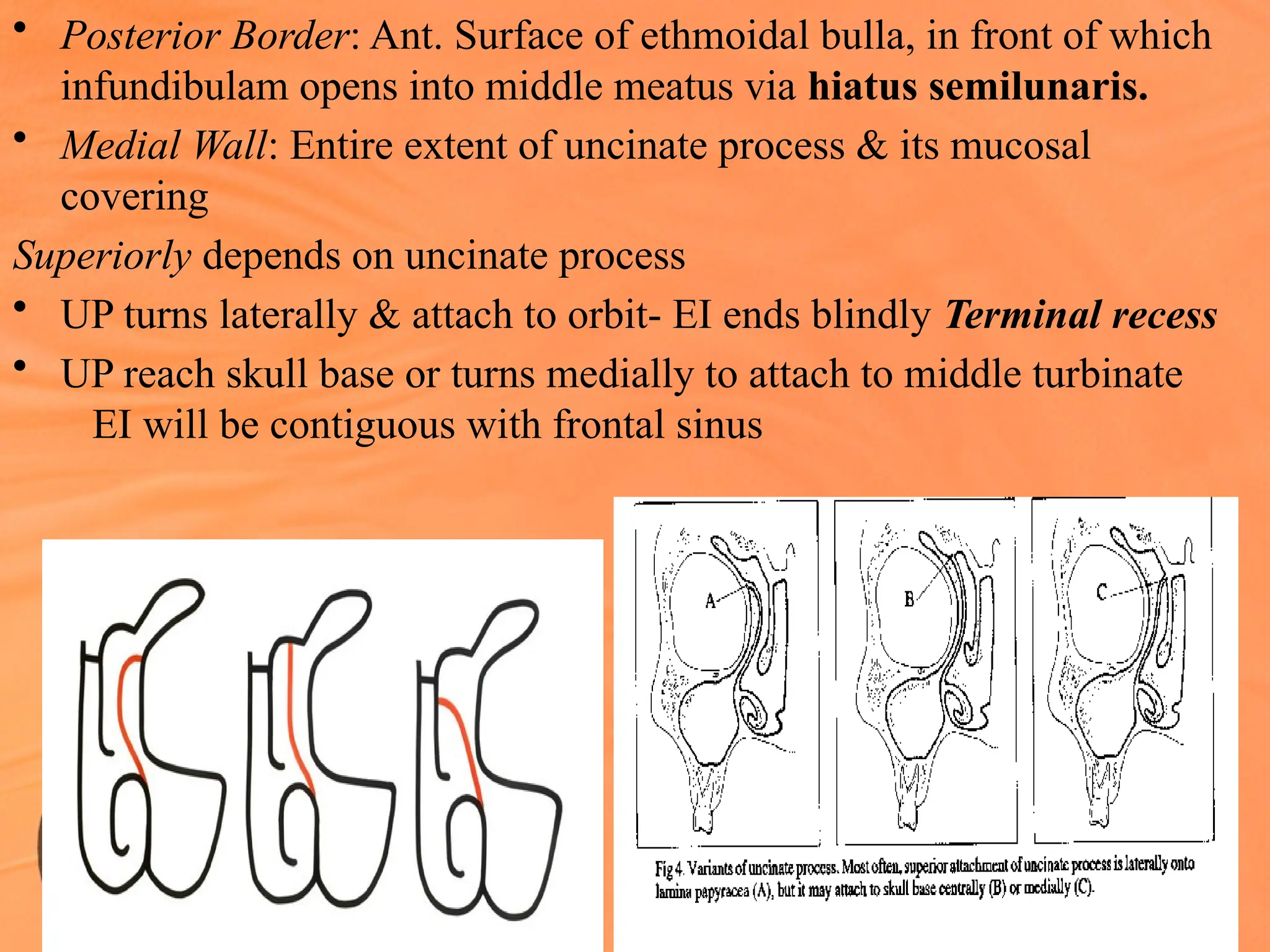 • Posterior Border: Ant. Surface of ethmoidal bulla, in front of which
infundibulam opens into middle meatus via hiatus semilunaris.
• Medial Wall: Entire extent of uncinate process & its mucosal
covering
Superiorly depends on uncinate process
• UP turns laterally & attach to orbit- EI ends blindly Terminal recess
• UP reach skull base or turns medially to attach to middle turbinate
EI will be contiguous with frontal sinus
 