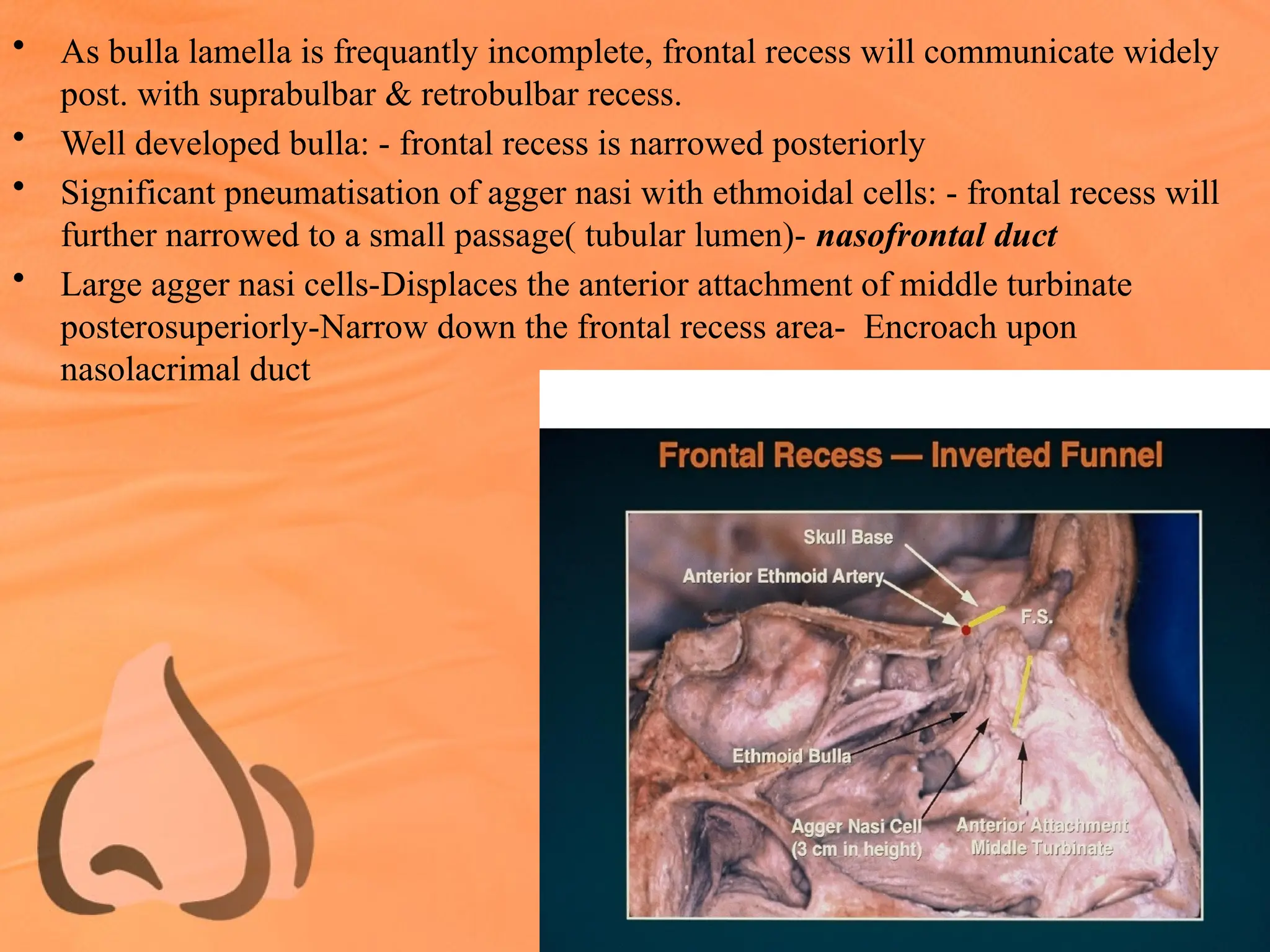 • As bulla lamella is frequantly incomplete, frontal recess will communicate widely
post. with suprabulbar & retrobulbar recess.
• Well developed bulla: - frontal recess is narrowed posteriorly
• Significant pneumatisation of agger nasi with ethmoidal cells: - frontal recess will
further narrowed to a small passage( tubular lumen)- nasofrontal duct
• Large agger nasi cells-Displaces the anterior attachment of middle turbinate
posterosuperiorly-Narrow down the frontal recess area- Encroach upon
nasolacrimal duct
 