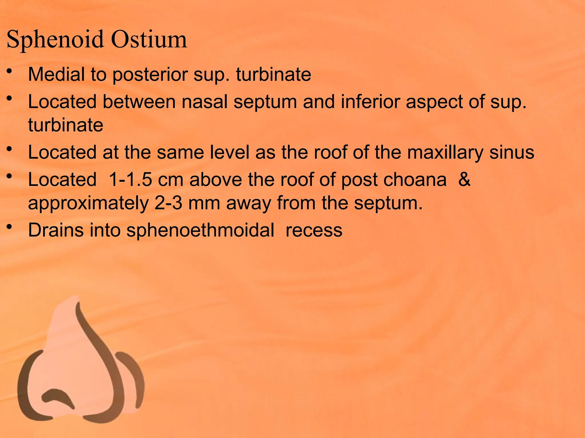 Sphenoid Ostium
• Medial to posterior sup. turbinate
• Located between nasal septum and inferior aspect of sup.
turbinate
• Located at the same level as the roof of the maxillary sinus
• Located 1-1.5 cm above the roof of post choana &
approximately 2-3 mm away from the septum.
• Drains into sphenoethmoidal recess
 