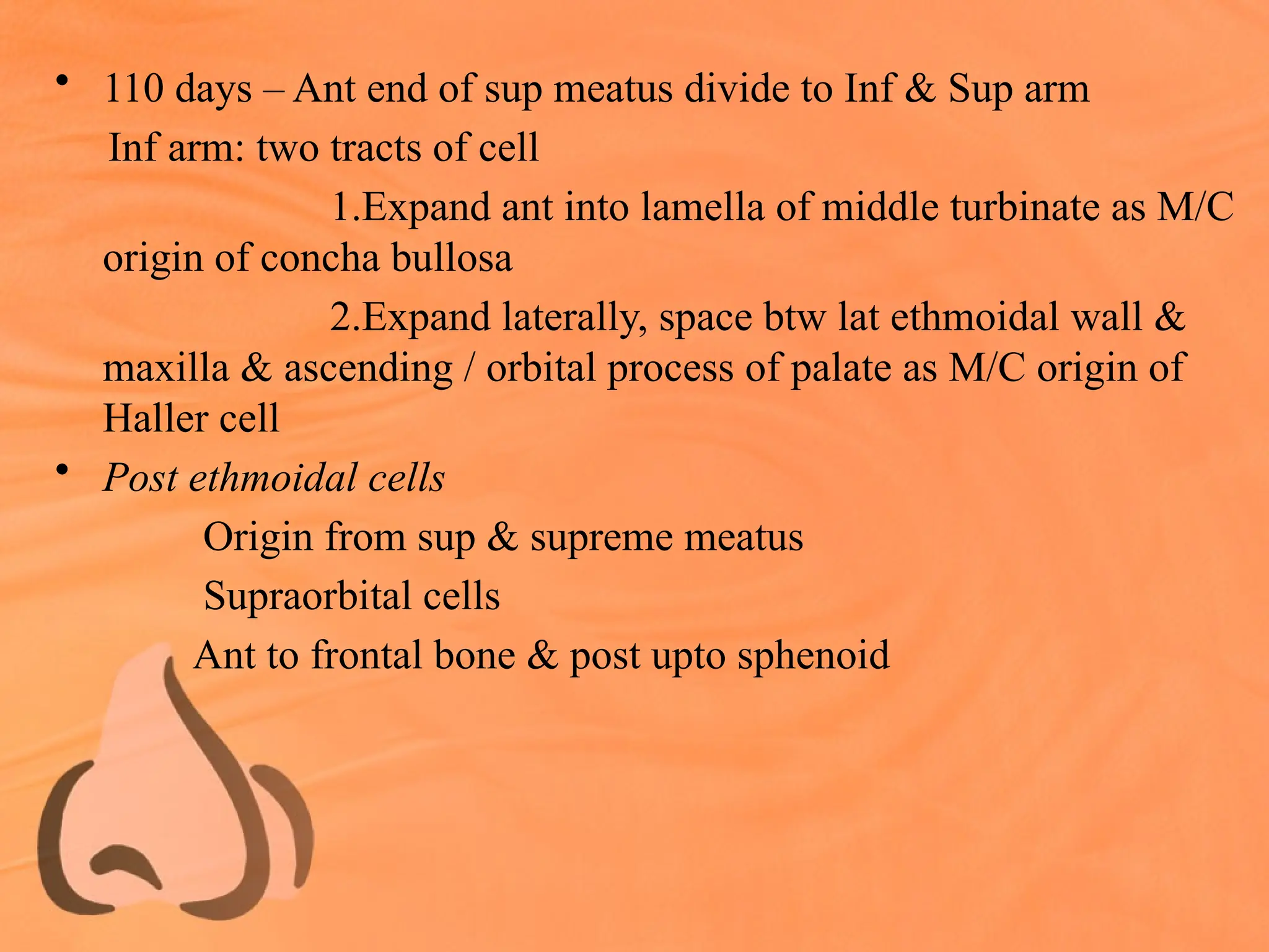 • 110 days – Ant end of sup meatus divide to Inf & Sup arm
Inf arm: two tracts of cell
1.Expand ant into lamella of middle turbinate as M/C
origin of concha bullosa
2.Expand laterally, space btw lat ethmoidal wall &
maxilla & ascending / orbital process of palate as M/C origin of
Haller cell
• Post ethmoidal cells
Origin from sup & supreme meatus
Supraorbital cells
Ant to frontal bone & post upto sphenoid
 