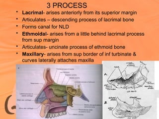 ANATOMY of NOSE power point presentation | PPTX