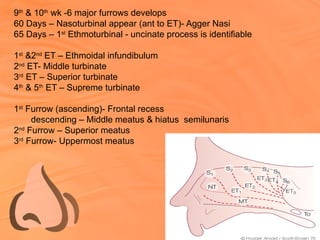 ANATOMY of NOSE power point presentation | PPTX