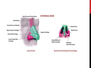 Anatomy of Nose.pptx anatomy and ophthalmology | PPTX
