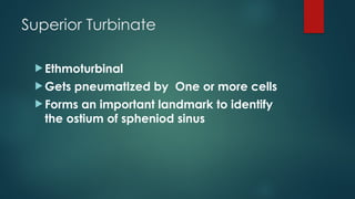 anatomy of nose presentation for mbbs 1st year | PPTX