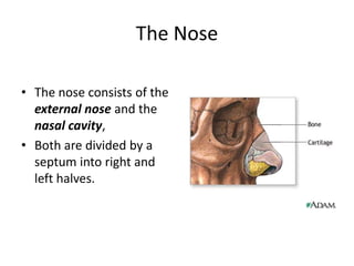 human nose bone anatomy