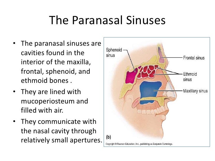Anatomy Of Nose And Paranasal Sinus Anatomy Of Nose And Paranasal Sinus