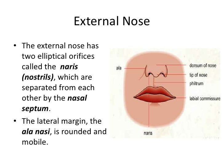 Image Result For Parts Of The External Nose Image Result For Parts Of The External Nose