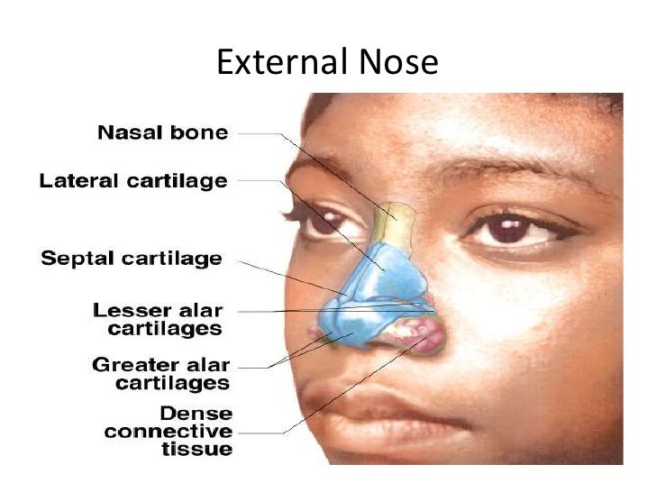 Image Result For Nose Diagram Image Result For Nose Diagram