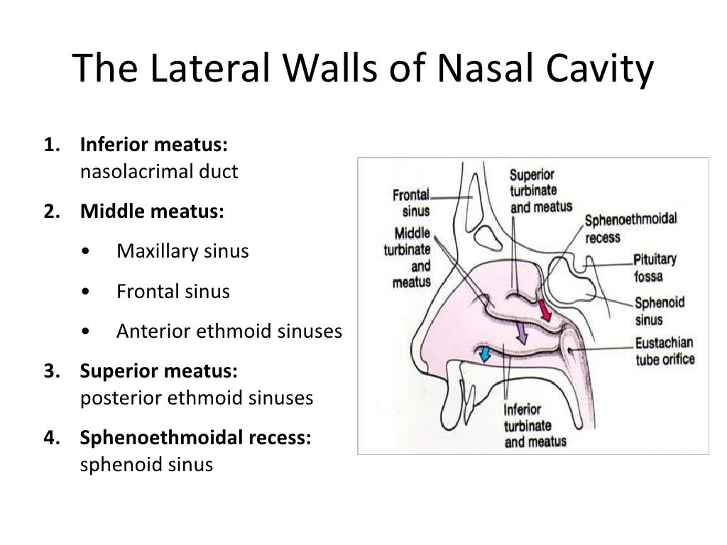 Anatomy of nose and paranasal sinus