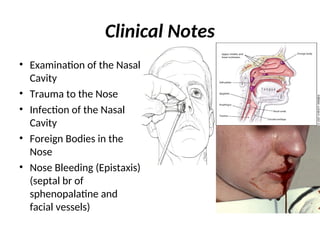 Comprehensive Anatomy and Clinical Overview of the Nose and Paranasal ...