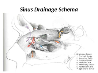 Pinna Sinus Comprehensive Anatomy and Clinical Overview of the Nose and Paranasal ...