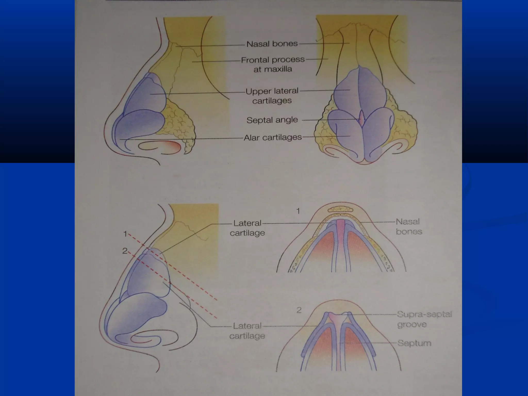 Anatomy of nose and paranasal sinuses | PPT