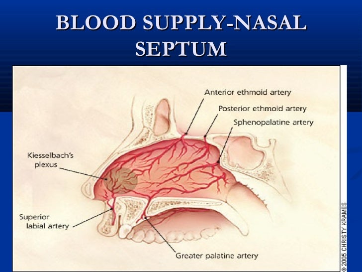 anatomy of nose and paranasal sinuses anatomy of nose