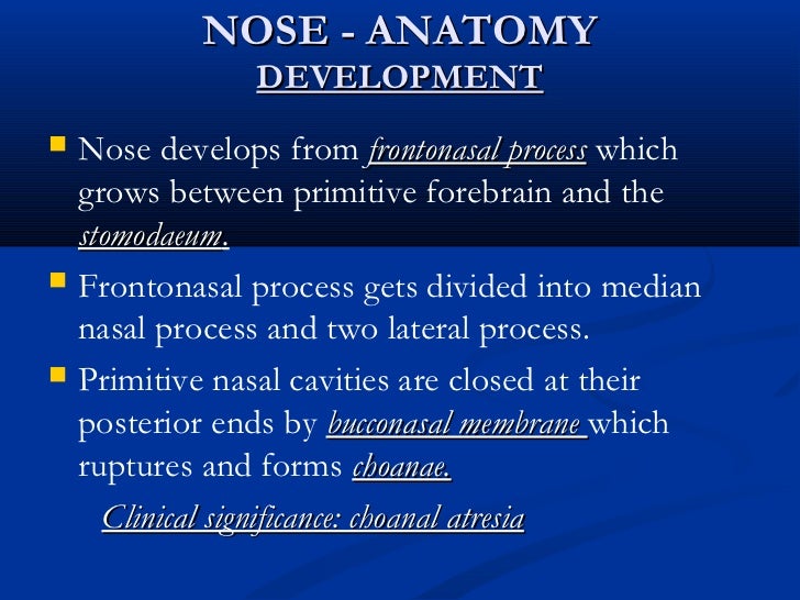 Anatomy Of Nose And Paranasal Sinuses
