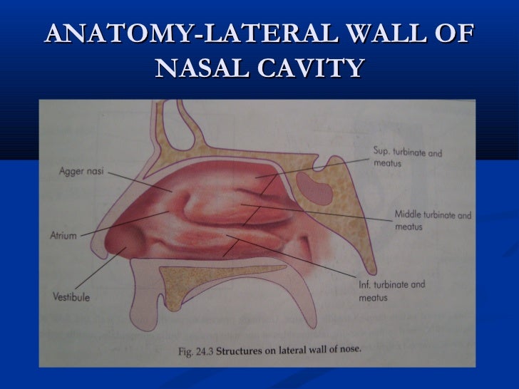 Anatomy of nose and paranasal sinuses