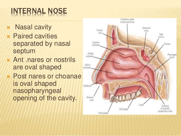 Image Result For Nerve Supply To Nose