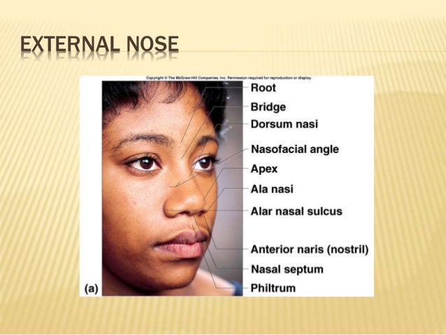 Anatomy of nose and paranasal sinuses