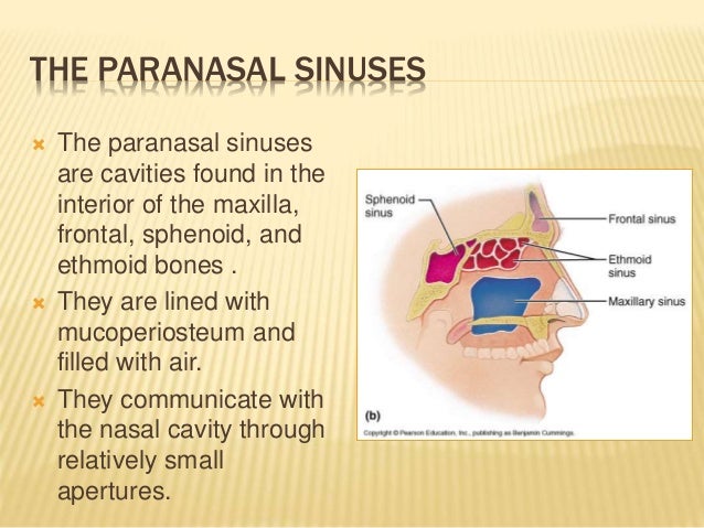 Anatomy of nose and paranasal sinuses