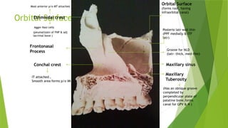 ANATOMY OF NOSE AND PARANASAL SINUSES.pptx