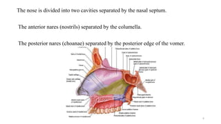 The nose is divided into two cavities separated by the nasal septum.
The anterior nares (nostrils) separated by the columella.
The posterior nares (choanae) separated by the posterior edge of the vomer.
6
 