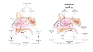 Anatomy of Nose And Paranasal Sinuses - Copy.pptx