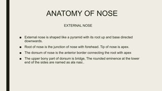 ANATOMY OF NOSE
EXTERNAL NOSE
■ External nose is shaped like a pyramid with its root up and base directed
downwards.
■ Root of nose is the junction of nose with forehead. Tip of nose is apex.
■ The dorsum of nose is the anterior border connecting the root with apex
■ The upper bony part of dorsum is bridge, The rounded eminence at the lower
end of the sides are named as ala nasi..
 