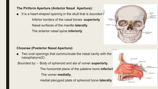 The Piriform Aperture (Anterior Nasal Aperture):
■ It is a heart-shaped opening in the skull that is bounded by:
Inferior borders of the nasal bones -superiorly
Nasal surfaces of the maxilla laterally
The anterior nasal spine inferiorly
Choanae (Posterior Nasal Aperture):
■ Two oval openings that communicate the nasal cavity with the
nasopharynx(2) .
Bounded by: - Body of sphenoid and ala of vomer superiorly,
The horizontal plane of the palatine bone inferiorly,
The vomer medially,
medial pterygoid plate of sphenoid bone laterally
 