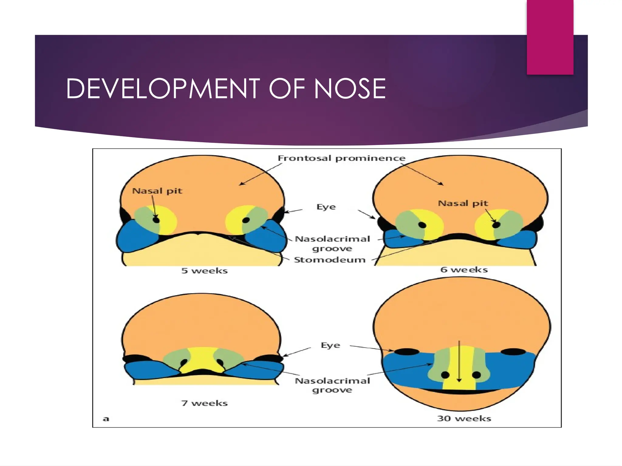 ANATOMY OF NOSE and PARANASAL SINUSES ENT PG | PPTX