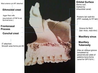 Comprehensive Anatomy and Development of Nose and Paranasal Sinuses | PPTX