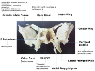 Triangular Rostrum Comprehensive Anatomy and Development of Nose and Paranasal Sinuses | PPTX