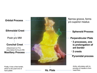 Comprehensive Anatomy and Development of Nose and Paranasal Sinuses | PPTX