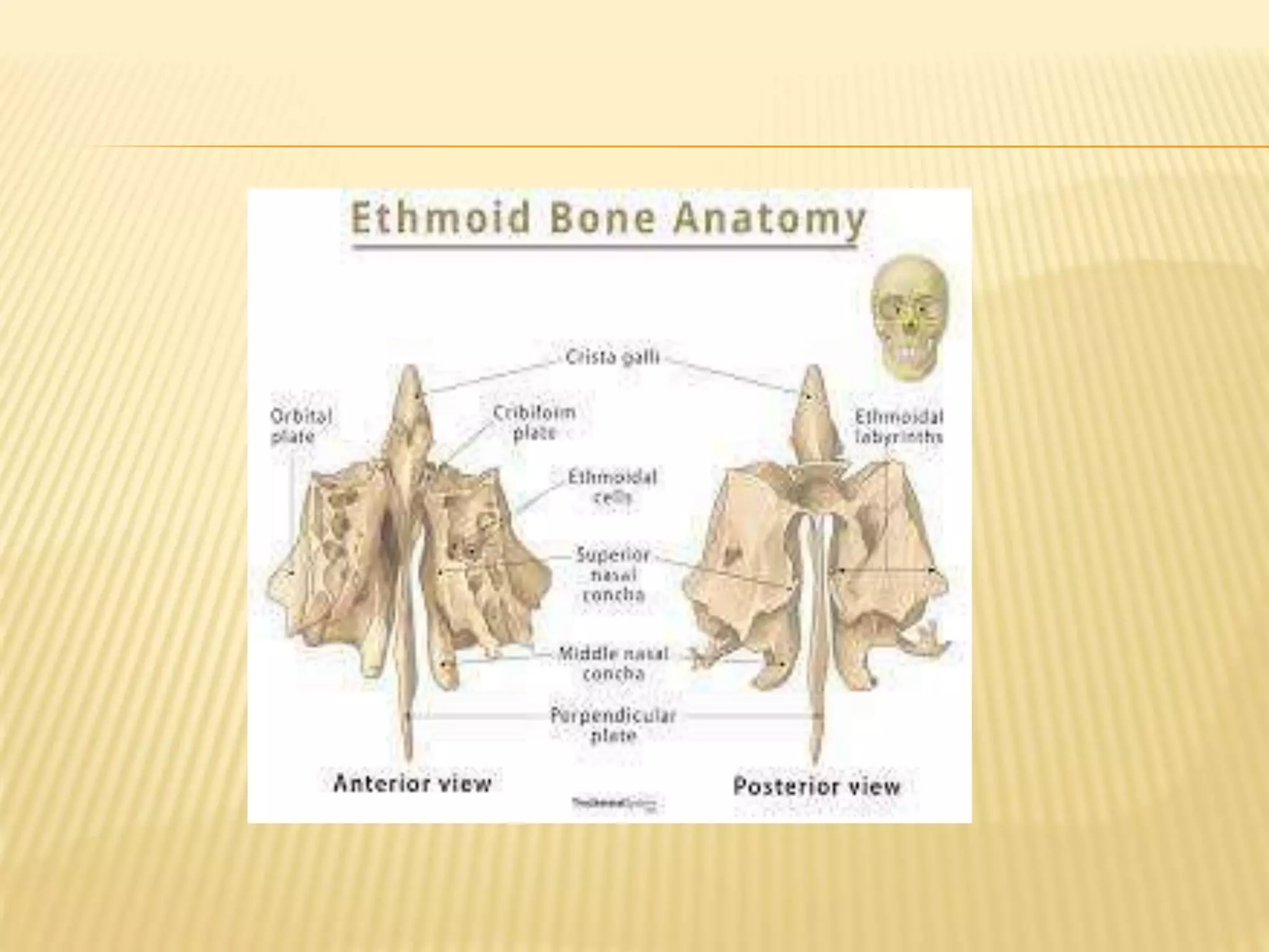 ANATOMY of nose ppt.pptx