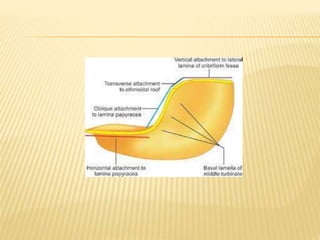 ANATOMY of nose ppt.pptx