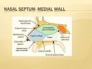 ANATOMY of nose ppt.pptx